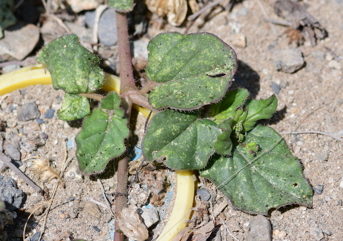 Image of Boerhavia coccinea specimen.