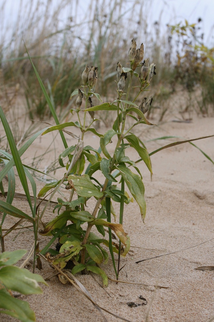 Image of Saponaria officinalis specimen.