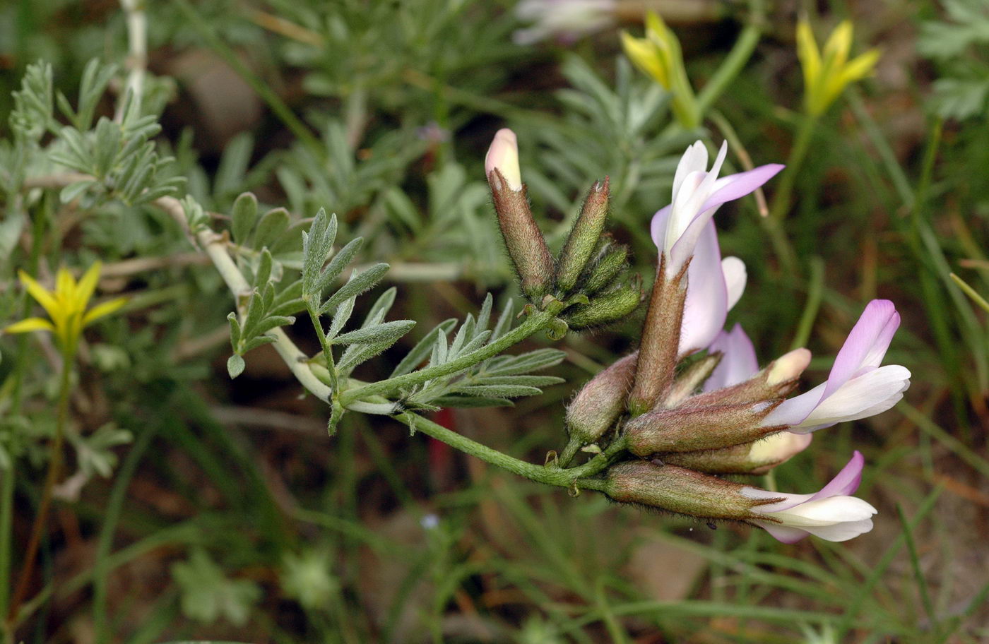 Image of Astragalus arcuatus specimen.