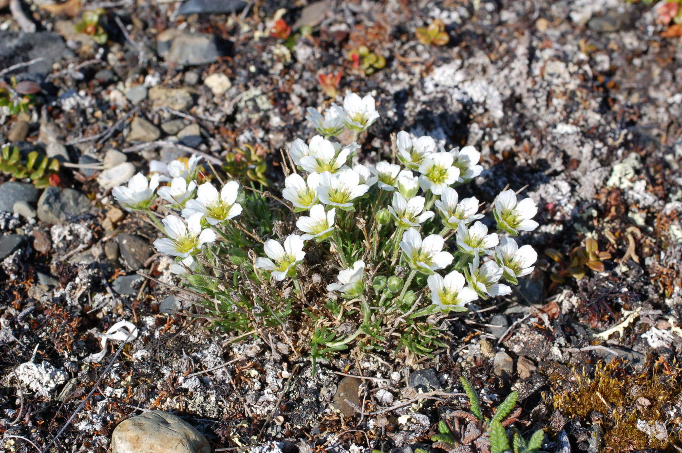 Image of Minuartia macrocarpa specimen.