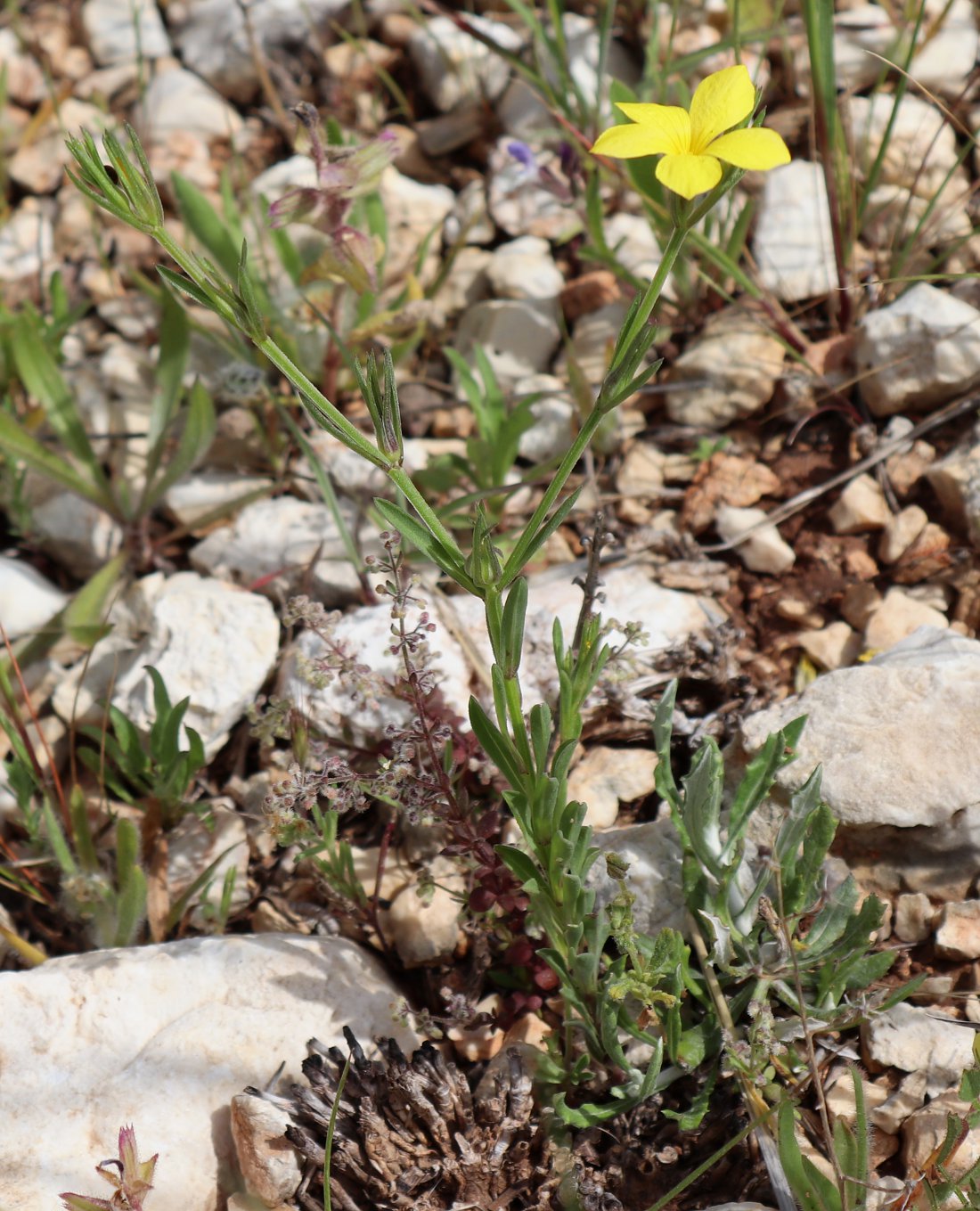 Изображение особи Linum nodiflorum.