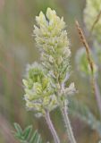 Oxytropis pilosa