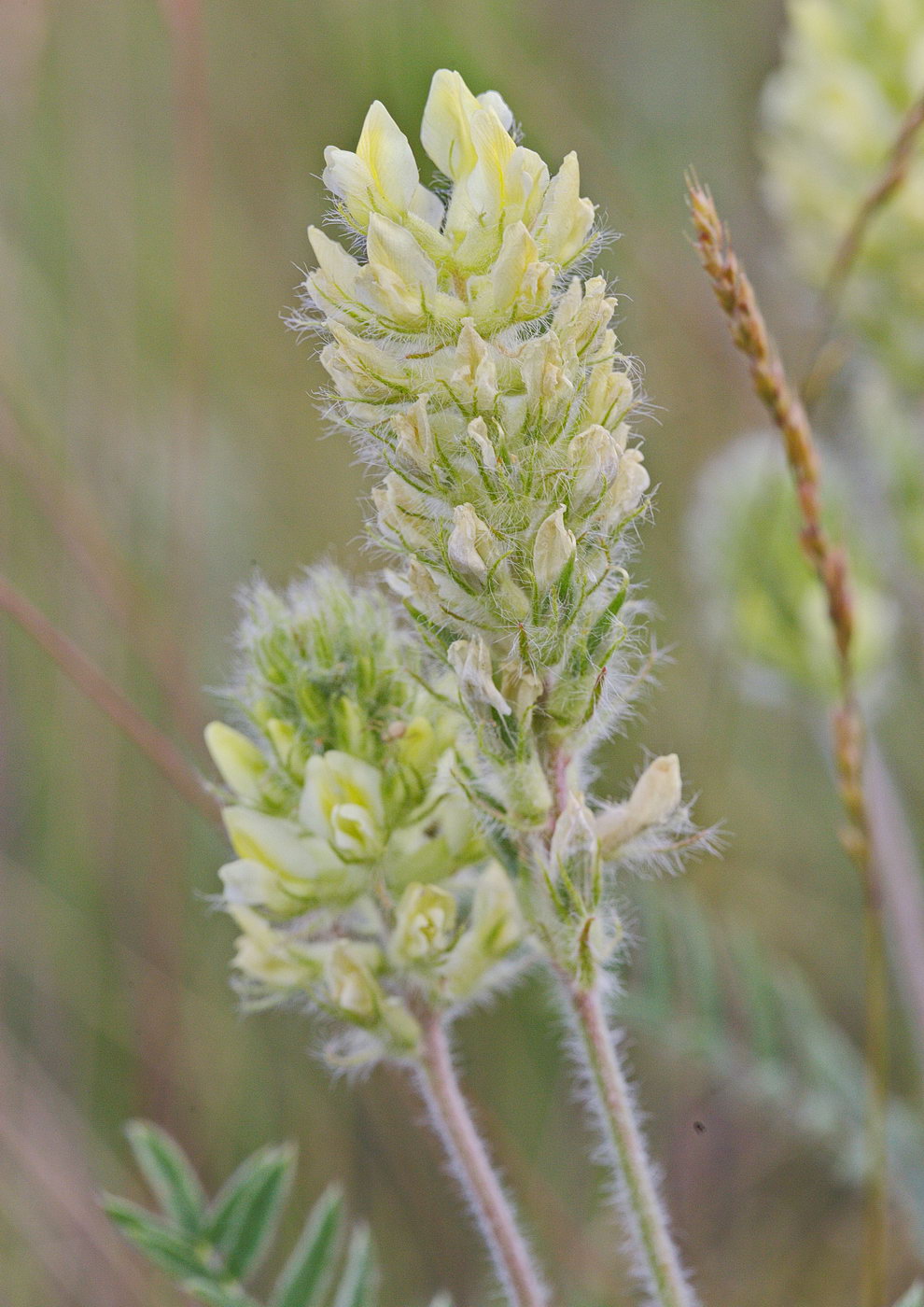 Image of Oxytropis pilosa specimen.