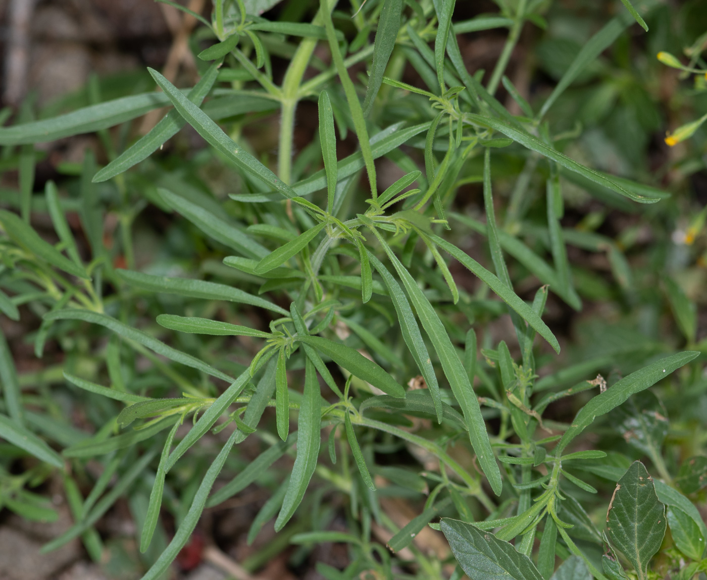 Image of Justicia divaricata specimen.