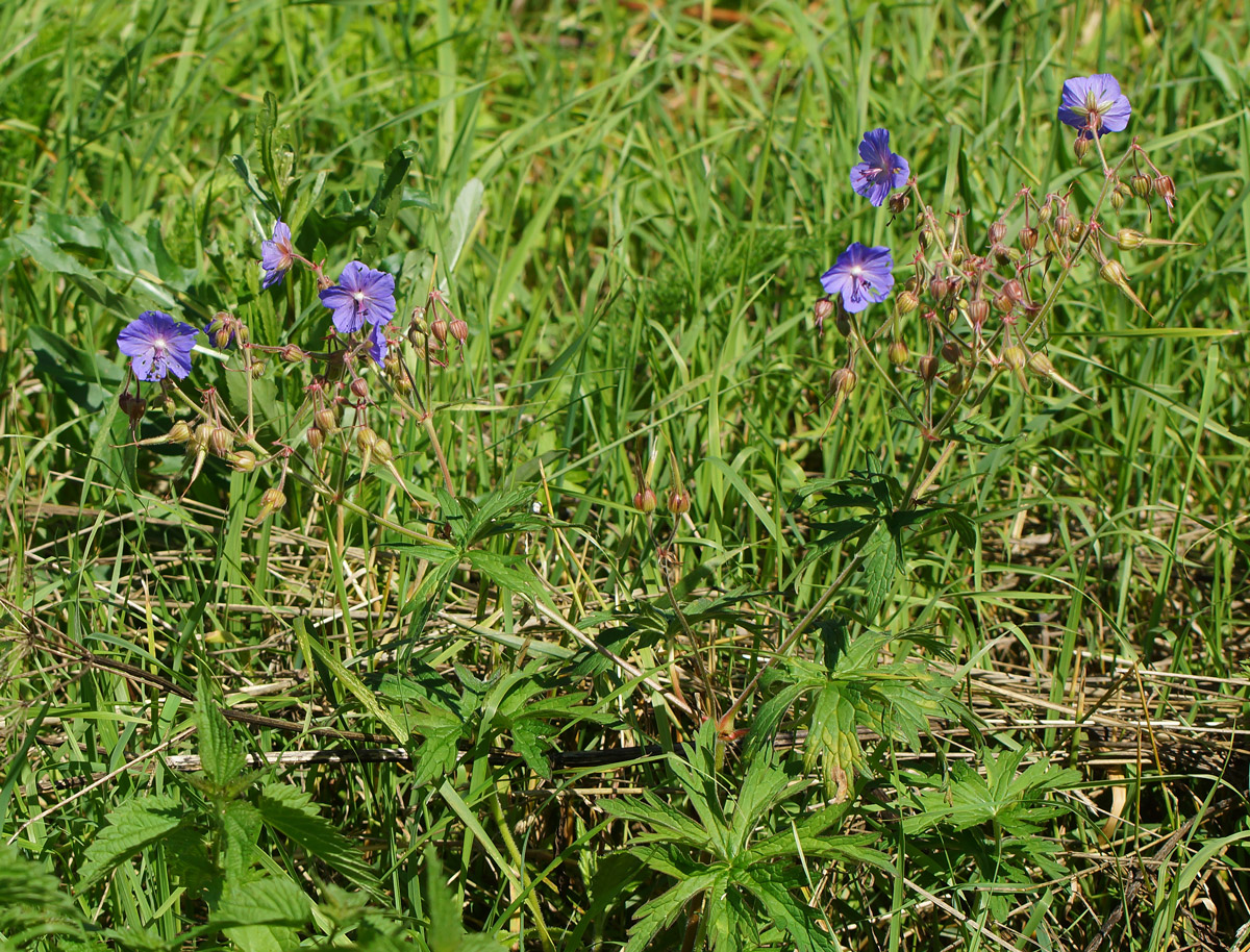 Image of Geranium pratense specimen.