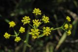 Bupleurum falcatum. Общее соцветие. Украина, Львовская обл., Золочевский р-н, луговой склон западной экспозиции. 2 сентября 2008 г.