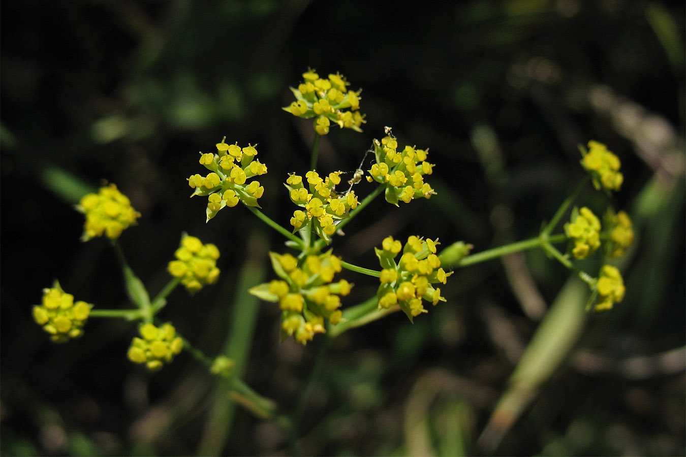 Изображение особи Bupleurum falcatum.