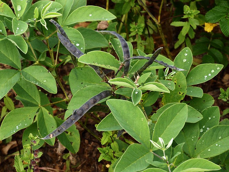 Изображение особи Thermopsis lupinoides.