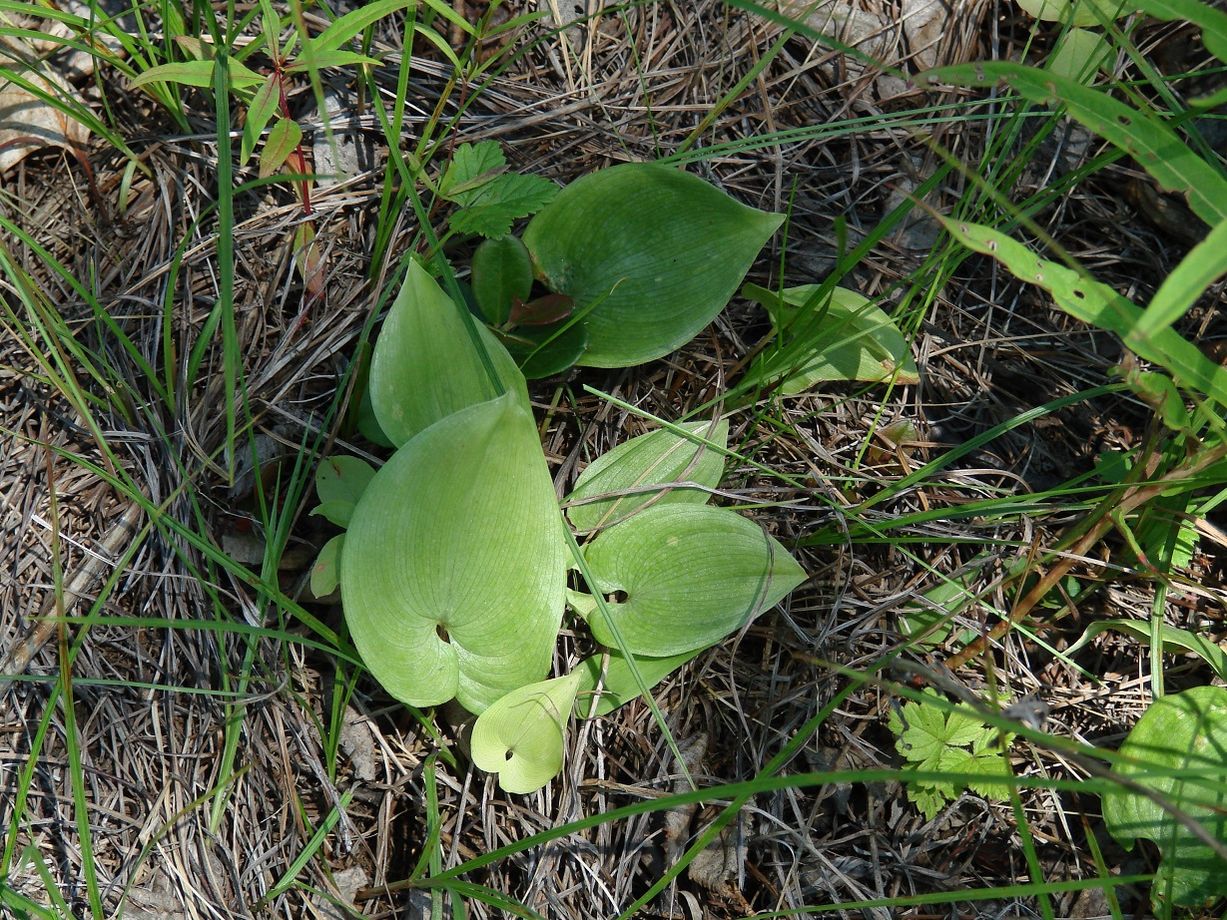 Image of Maianthemum intermedium specimen.