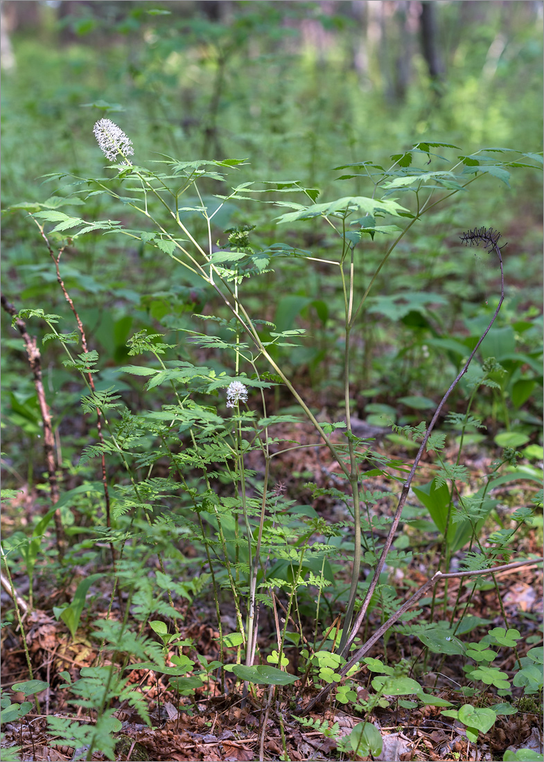 Image of Actaea spicata specimen.