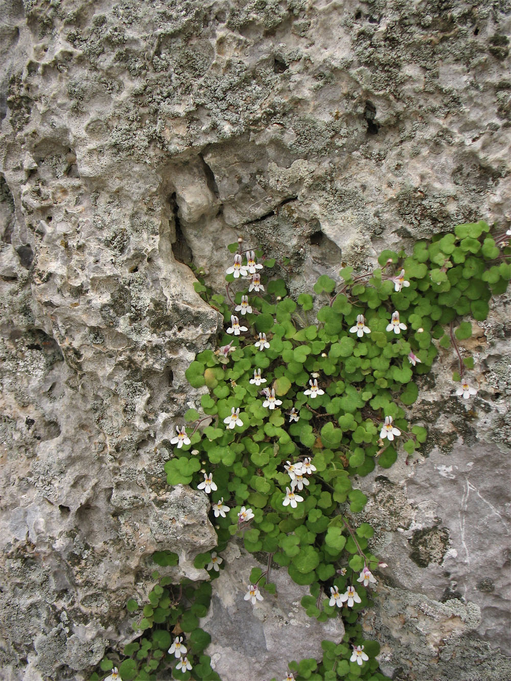 Image of Cymbalaria acutiloba ssp. dodekanesi specimen.