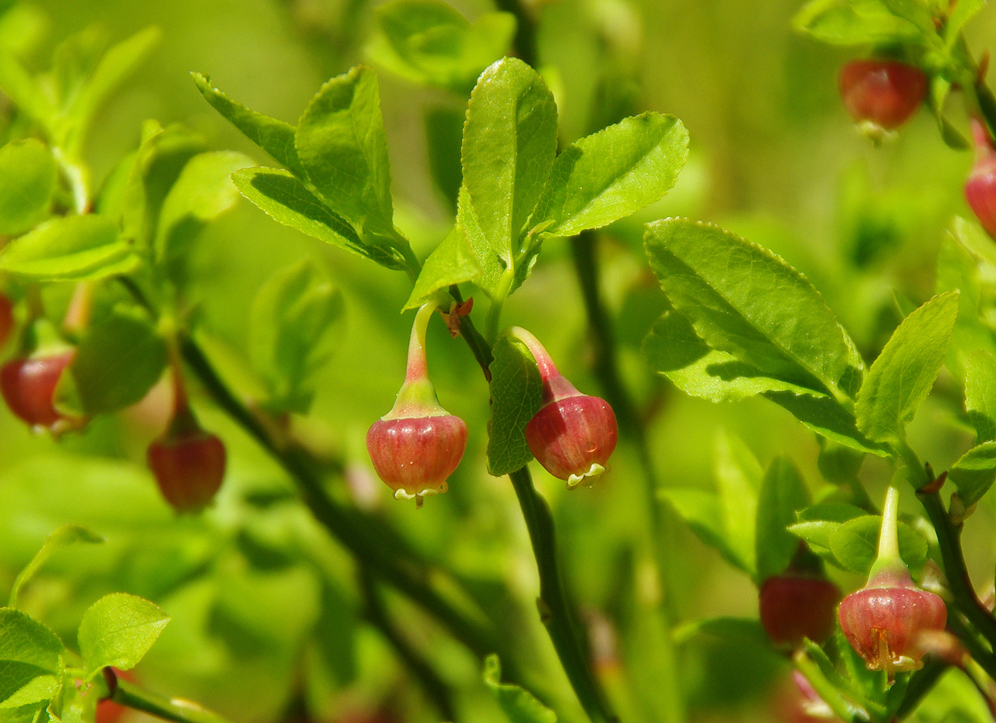 Image of Vaccinium myrtillus specimen.