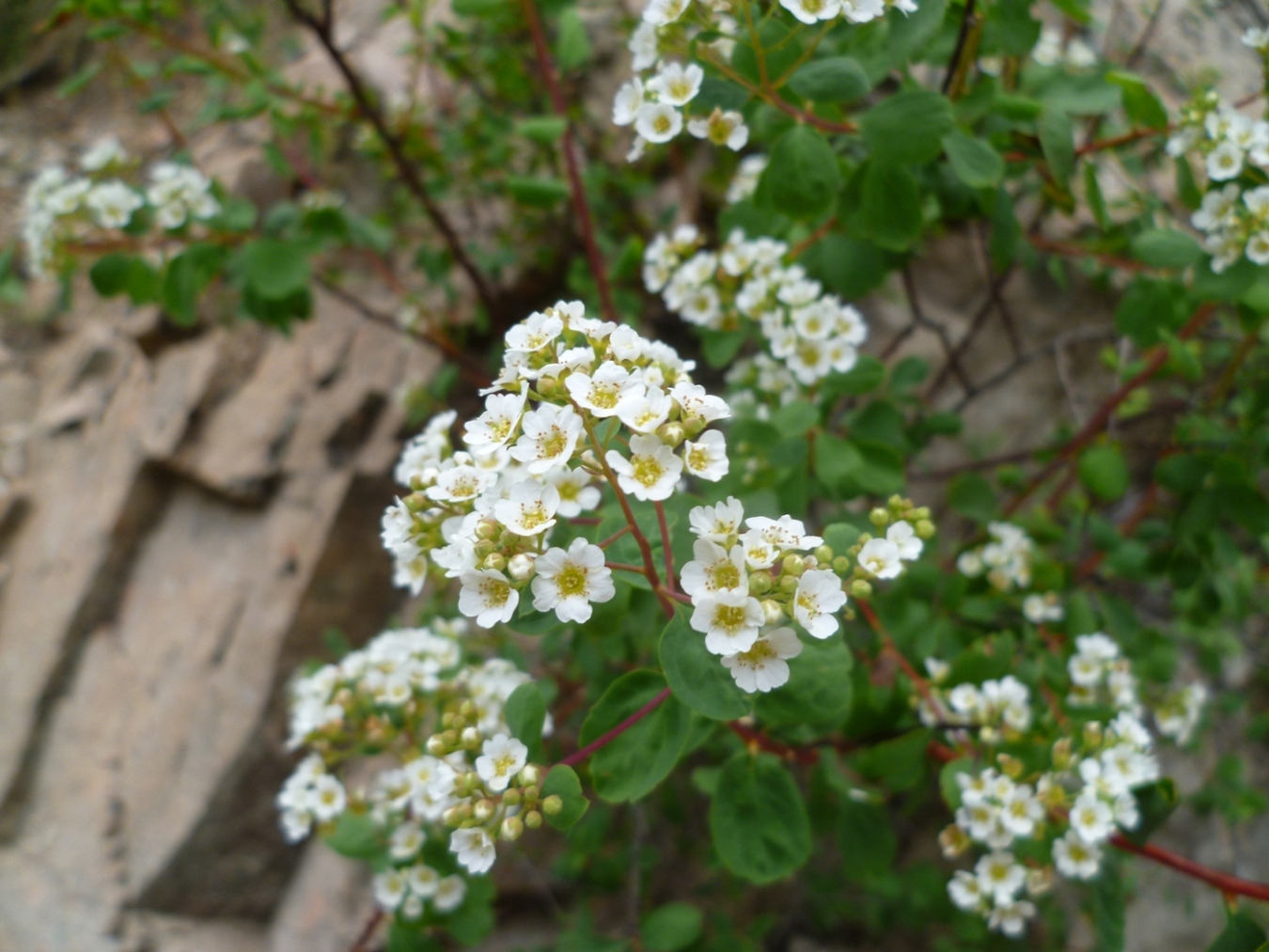 Image of Spiraea baldschuanica specimen.