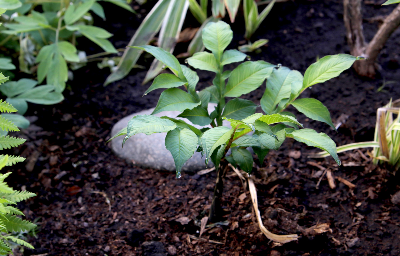 Изображение особи Amorphophallus konjac.