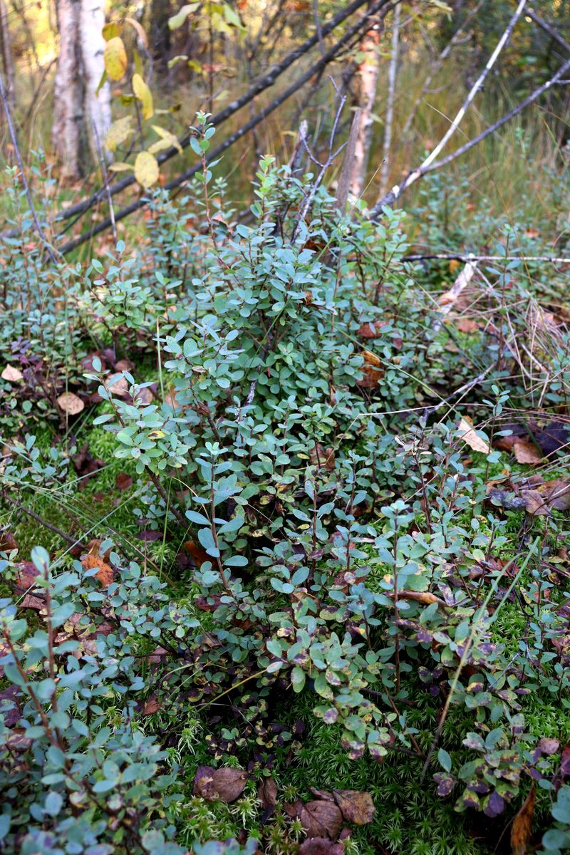 Image of Vaccinium uliginosum specimen.