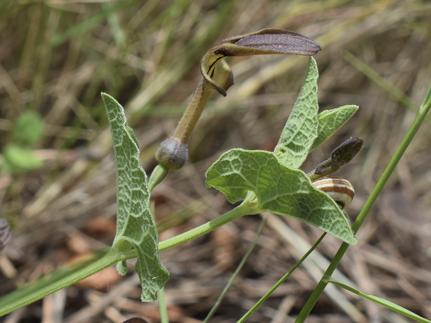 Изображение особи Aristolochia pistolochia.