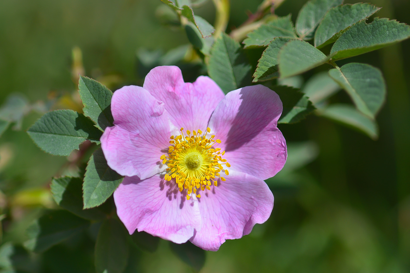 Изображение особи Rosa oxyodon.