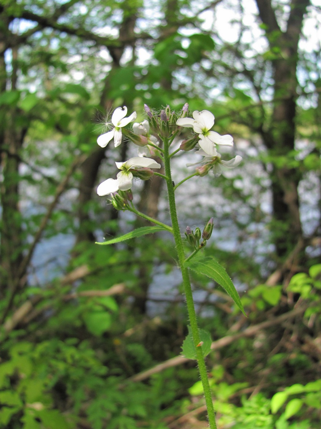 Изображение особи Hesperis voronovii.