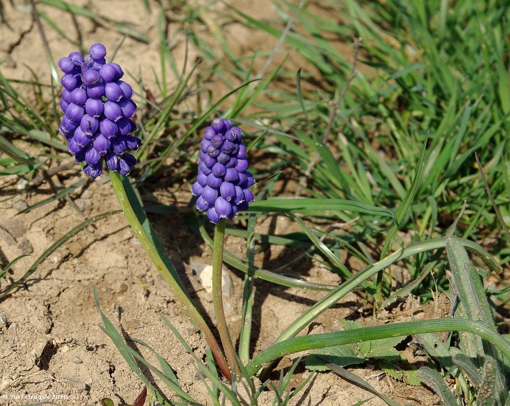 Image of Muscari armeniacum specimen.