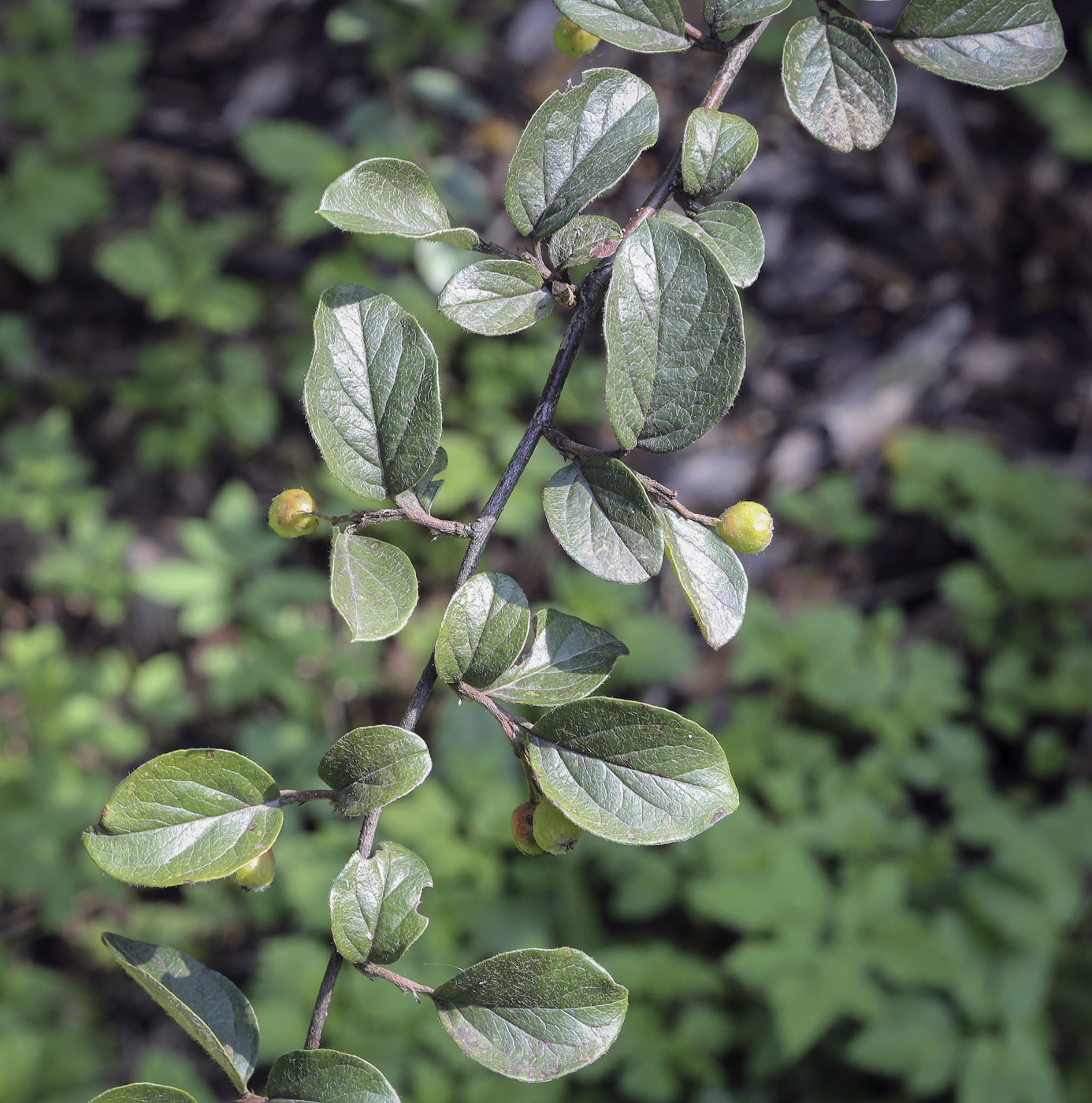 Изображение особи род Cotoneaster.