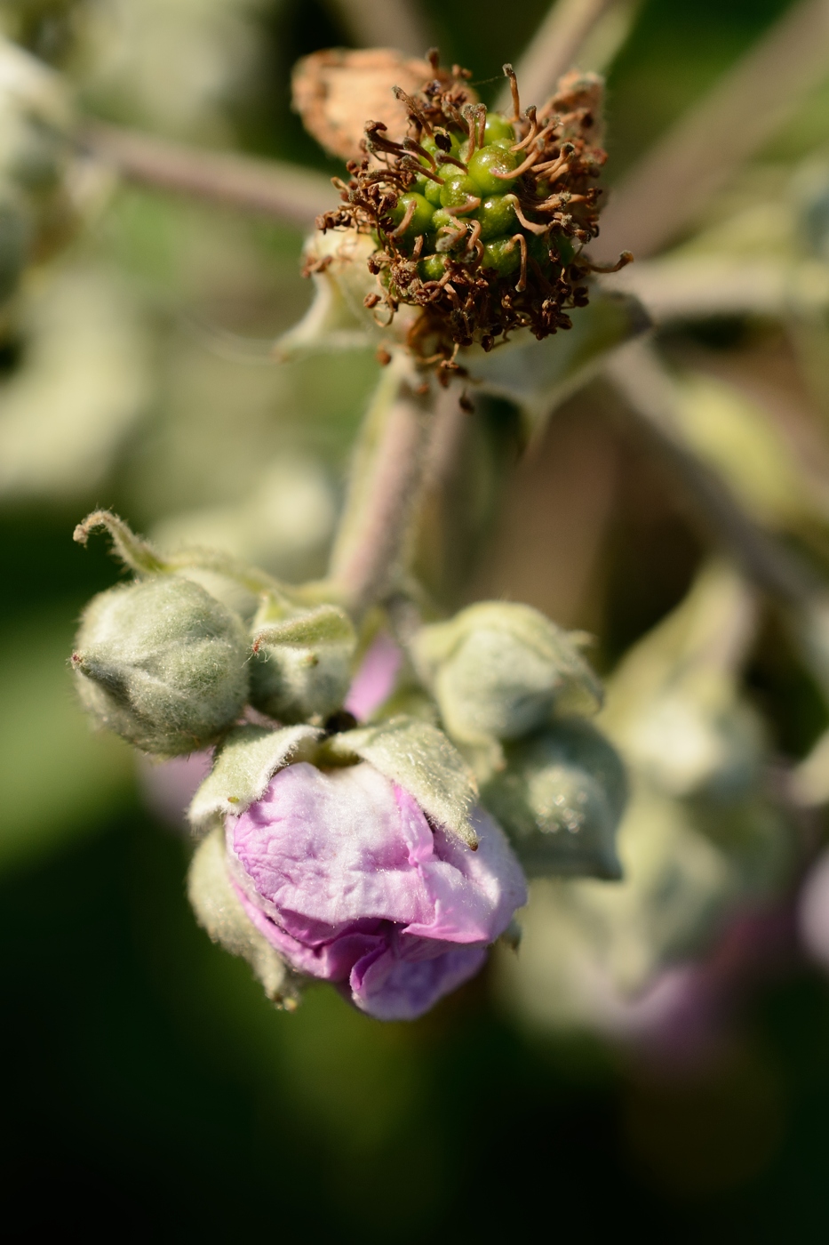 Image of Rubus sanctus specimen.