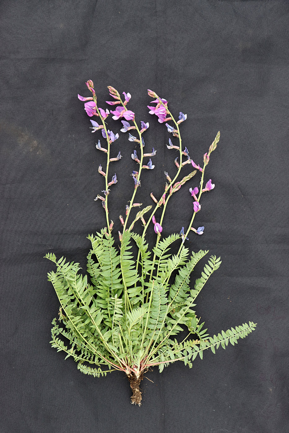 Image of Oxytropis capusii specimen.