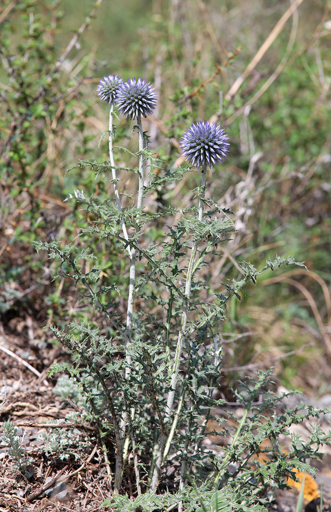 Image of genus Echinops specimen.