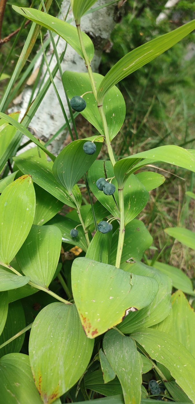 Image of Polygonatum odoratum specimen.