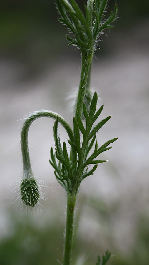 Image of Papaver hybridum specimen.