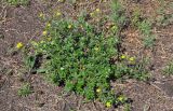 Potentilla argentea