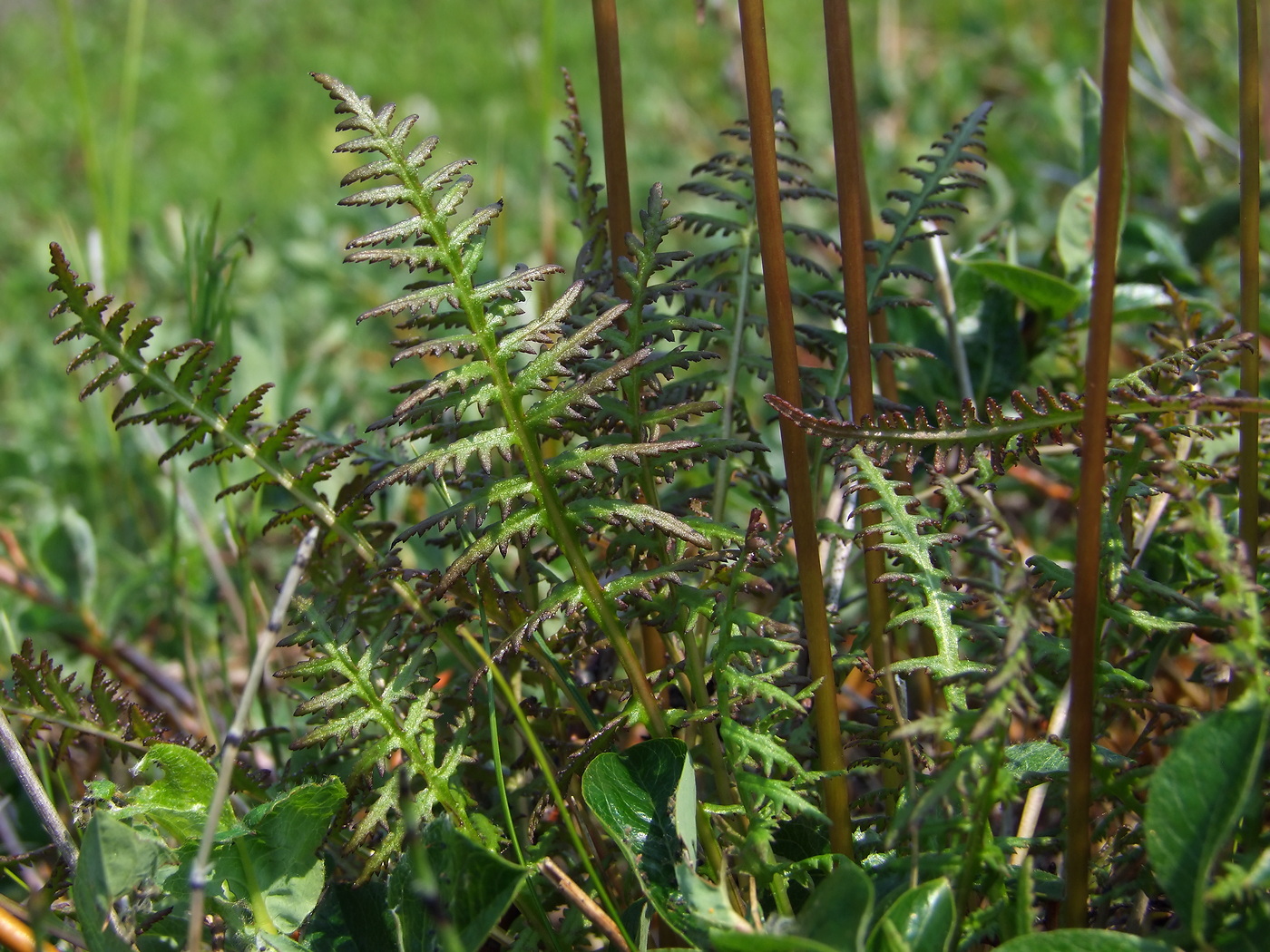 Изображение особи Pedicularis nasuta.