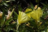 Oenothera macrocarpa