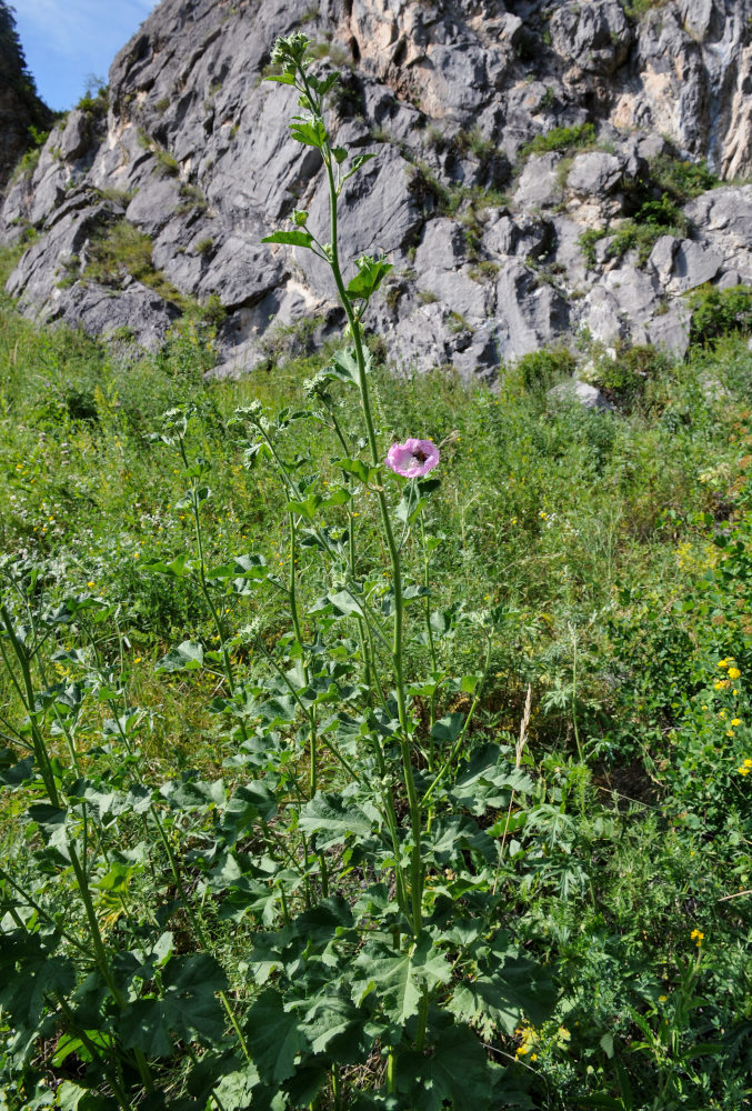 Image of Malva thuringiaca specimen.