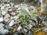 Potentilla arenosa