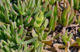 Carpobrotus edulis