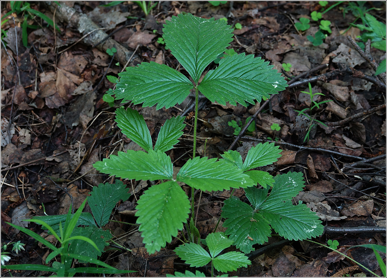 Изображение особи Fragaria vesca.