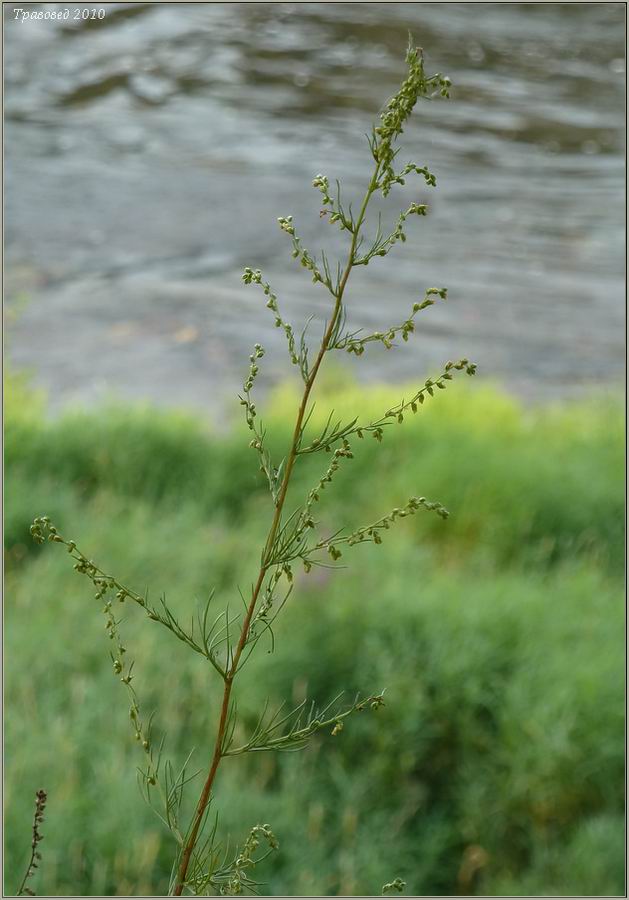 Image of Artemisia campestris specimen.