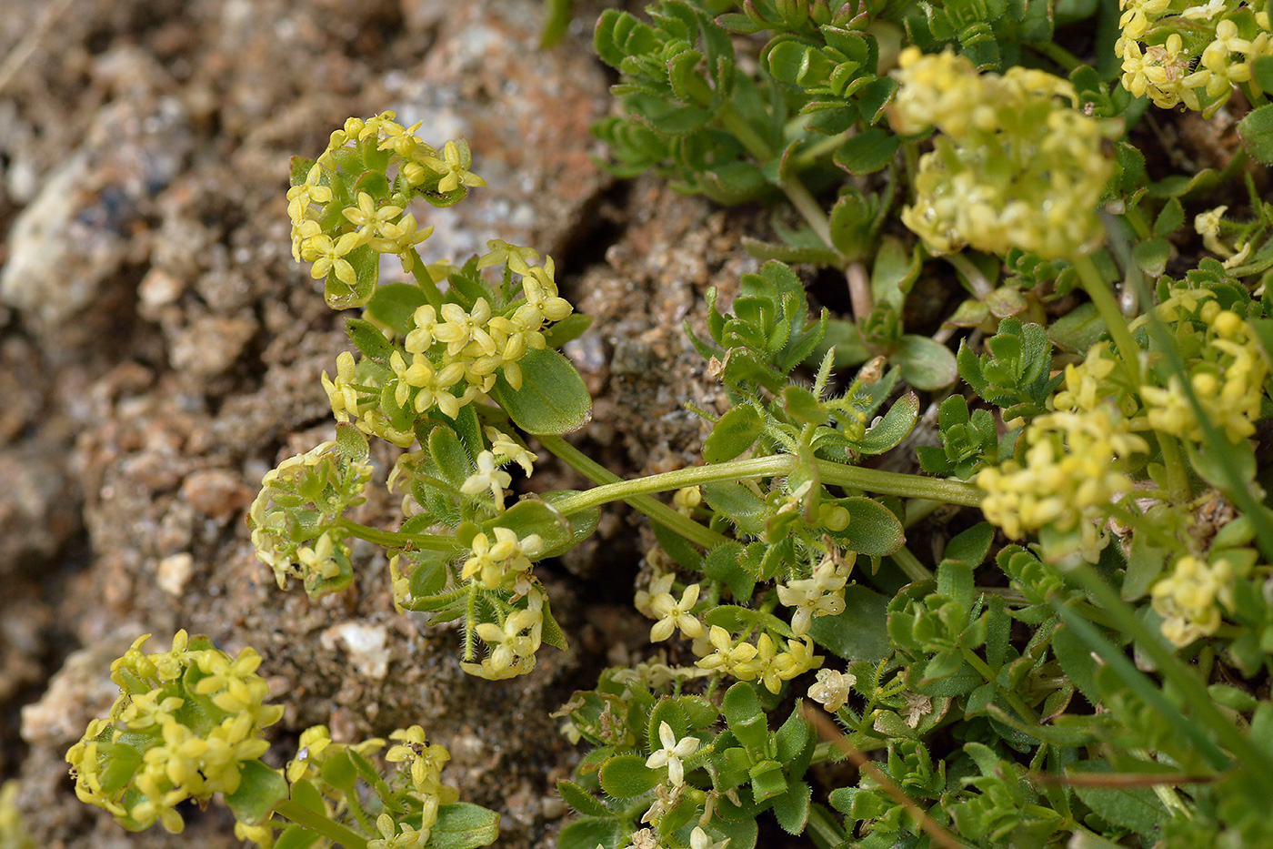 Изображение особи Cruciata valentinae.