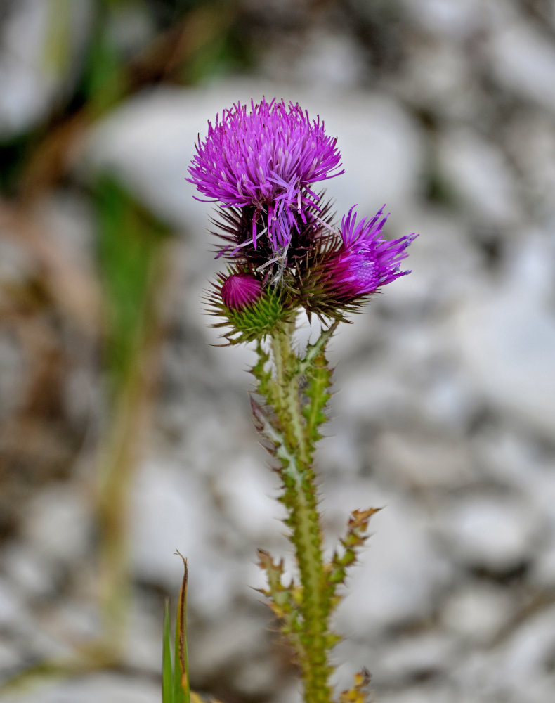 Image of genus Carduus specimen.