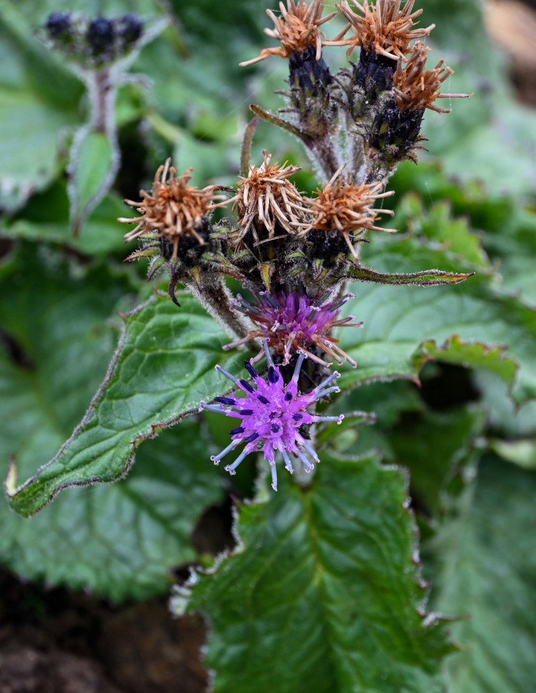 Изображение особи Saussurea nupuripoensis.