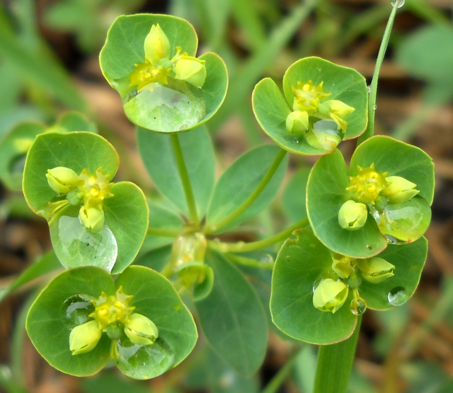 Изображение особи Euphorbia borodinii.