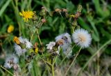 Sonchus arvensis