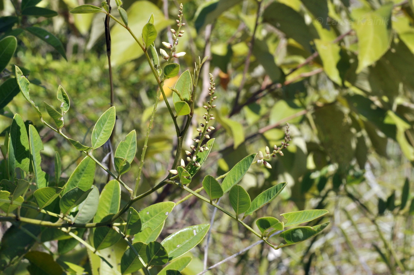 Изображение особи семейство Fabaceae.