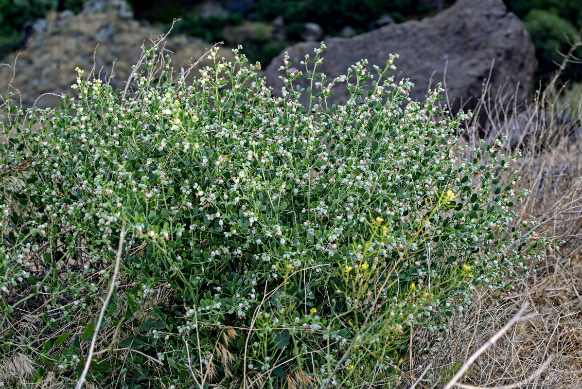 Изображение особи Zygophyllum fabago.