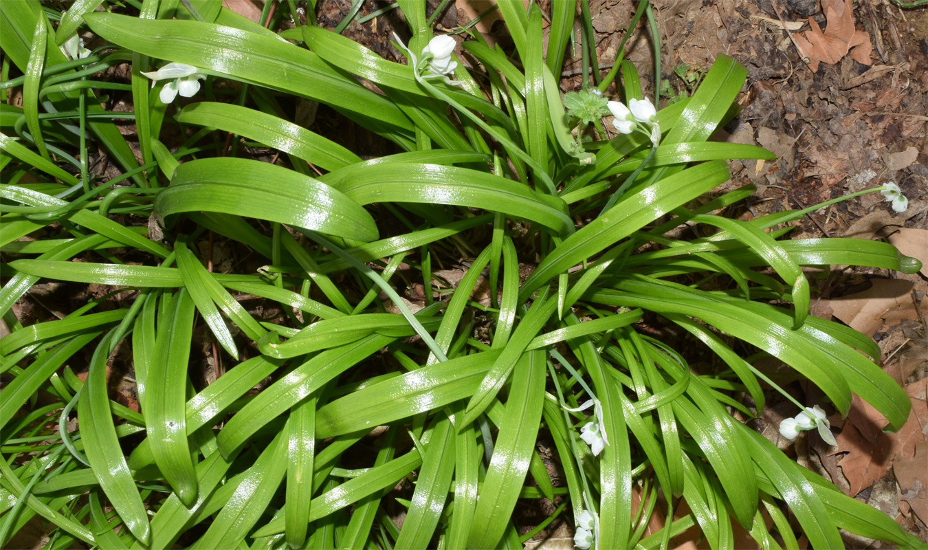 Image of Allium paradoxum specimen.