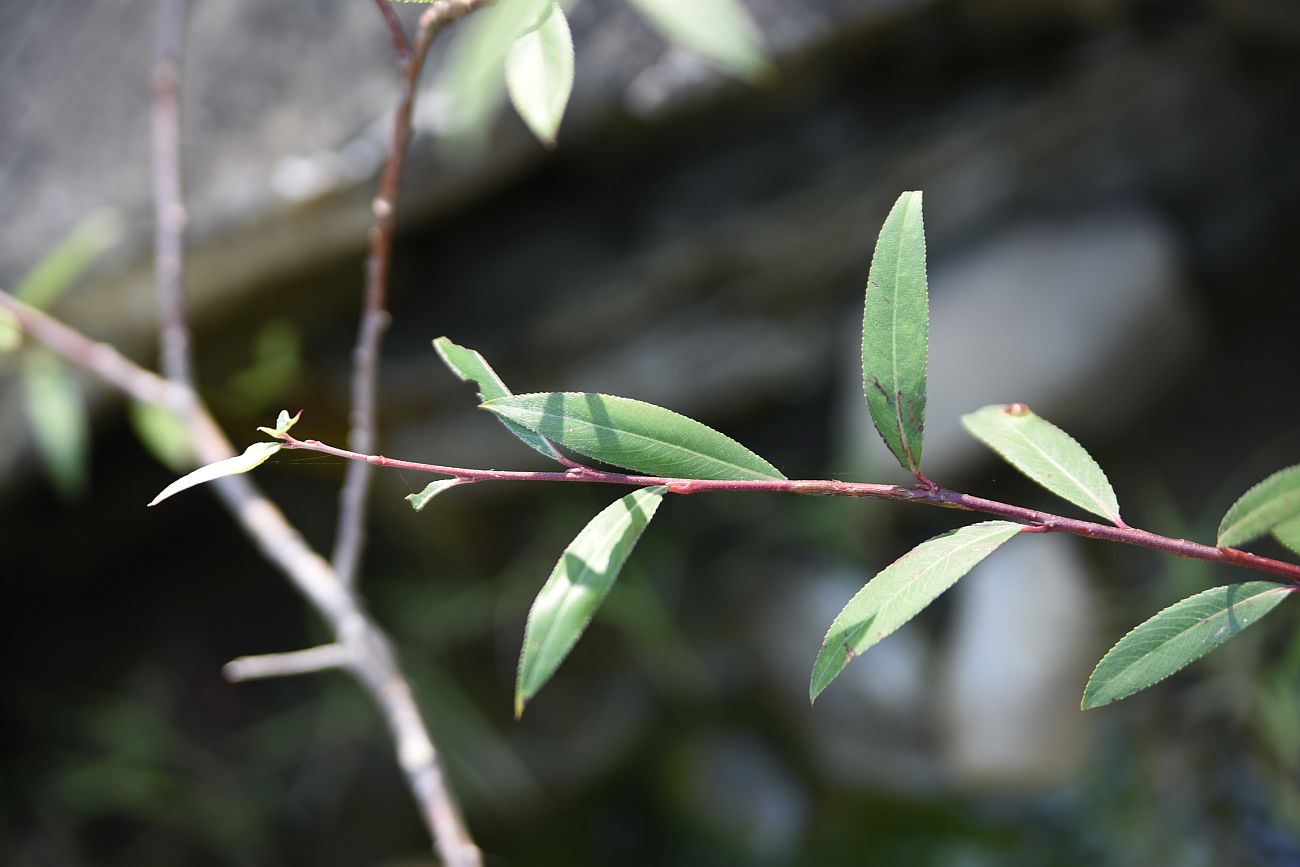 Изображение особи Salix elbursensis.