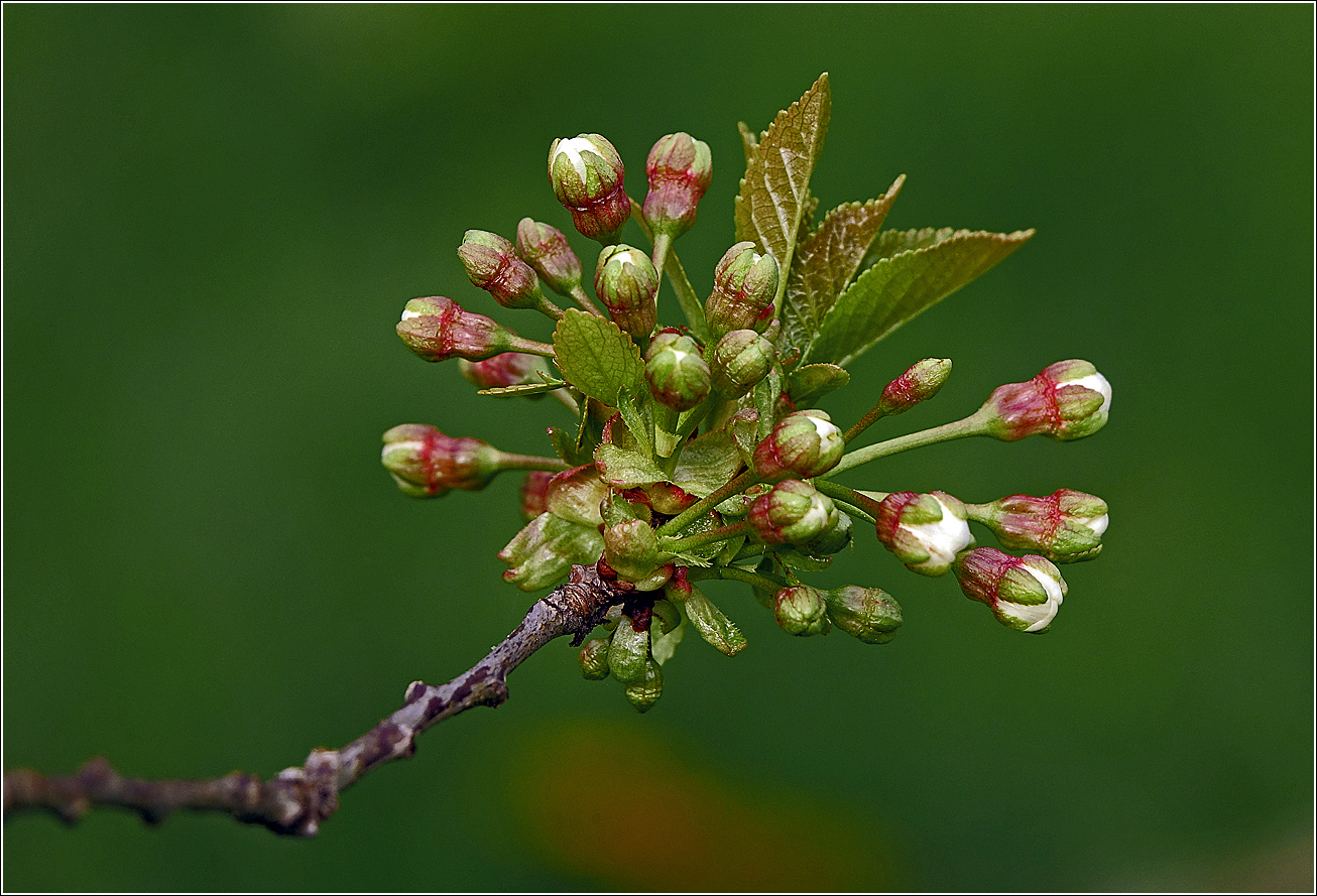 Изображение особи Cerasus vulgaris.