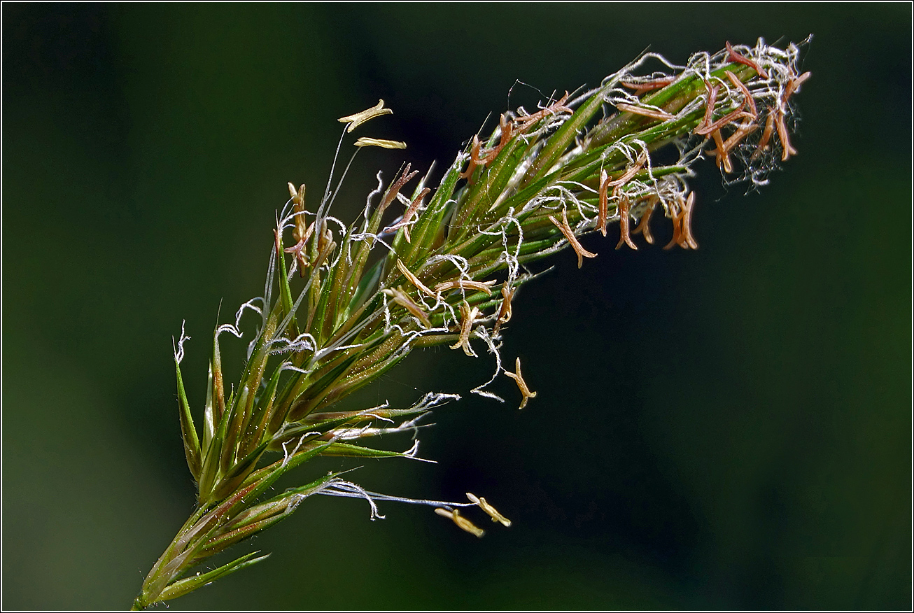 Изображение особи Anthoxanthum odoratum.