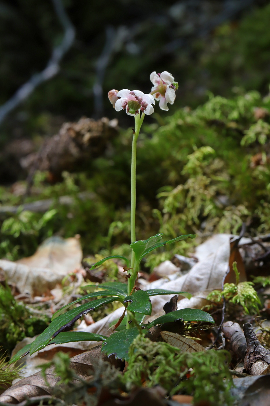 Изображение особи Chimaphila umbellata.