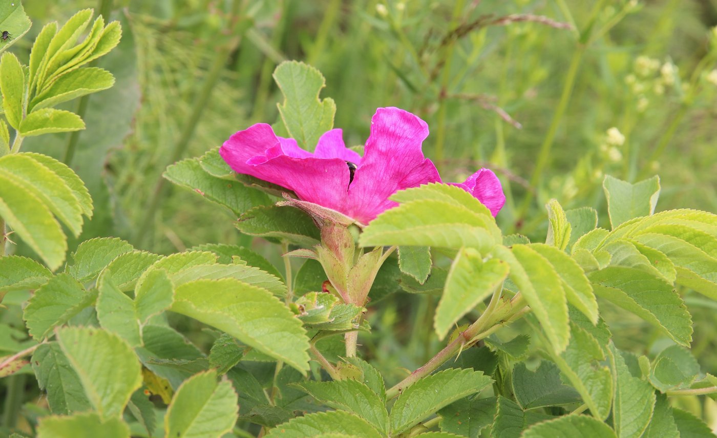 Изображение особи Rosa &times; majorugosa.